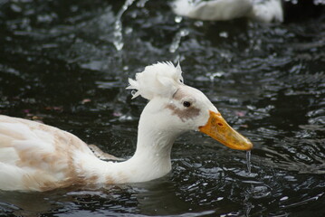 Crested Duck