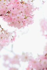 Fototapeta na wymiar 満開の思川桜のクローズアップ撮影　白バック