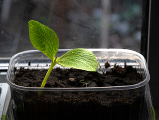 Seedlings are grown on the windowsill. Green sprout of zucchini for the garden. Growing food.
