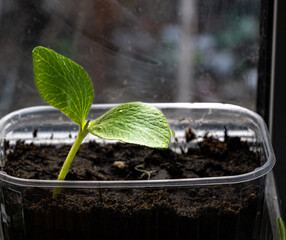 Seedlings are grown on the windowsill. Green sprout of zucchini for the garden. Growing food.