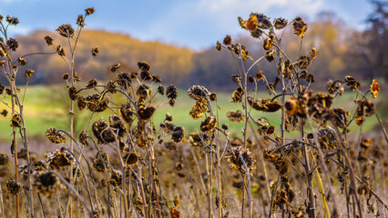 Sonnenblumen im Winter