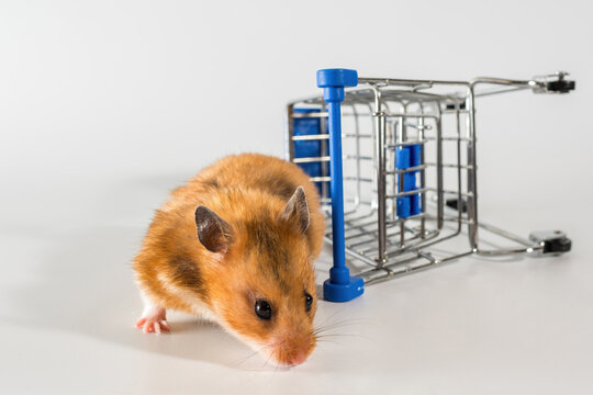 a red-haired hamster climbs out of an overturned shopping trolley on wheels, white background. shopping concept.