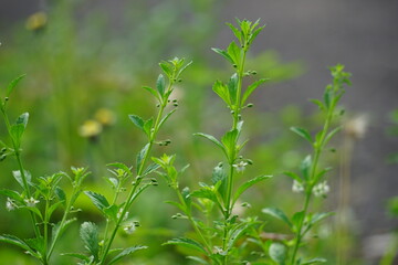 Scoparia dulcis (licorice weed, goatweed, scoparia-weed, sweet-broom, tapeiçava, tapixaba, vassourin, kallurukki, Sapu manis). it has been used for various problems such as hemorrhoids and wounds