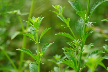 Scoparia dulcis (licorice weed, goatweed, scoparia-weed, sweet-broom, tapeiçava, tapixaba, vassourin, kallurukki, Sapu manis). it has been used for various problems such as hemorrhoids and wounds