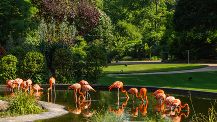 Zoo Landschaft mit Flamingos