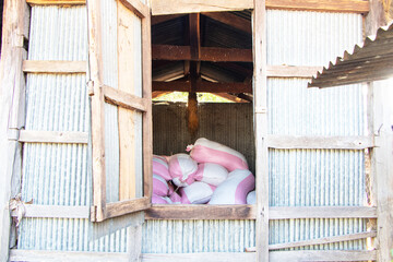 In front of door vintage structure wooden rice storage walls are made of galvanized sheets. Place to store rice for farmers when harvest season have white rice sack with pink pattern. Thailand, ASIA.