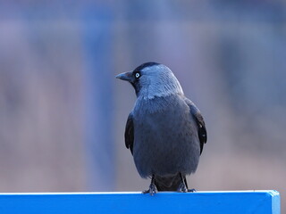 Jackdaw on the fence