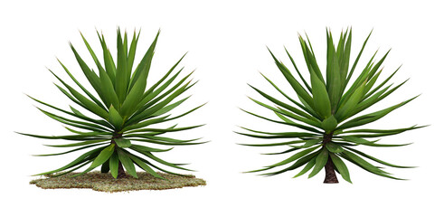 Green plants isolated on transparent background, landscaping design, nature garden, 3d render illustration.
