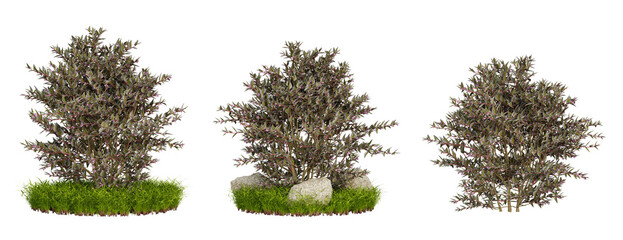 Fototapeta premium Green shrubs tree isolated on transparent background, landscaping design, nature garden, 3d render illustration.