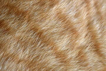 Ginger cat fur texture background.
