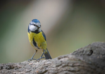 yellow wagtail on a twig