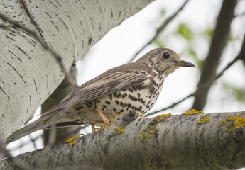 bird on a branch