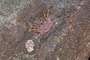 Crab lying dead on a rock, top view shot