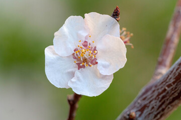 Obraz premium Apricot flower (Armeniaca vulgaris) on a blurred background. Spring. Close-up. Shallow depth of field.
