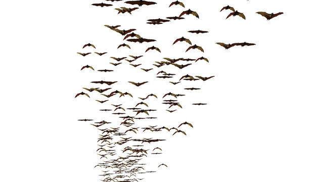megabats, large swarm of flying foxes flying over the camera, isolated on transparent background
