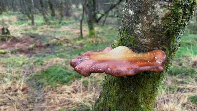 Bracket Fungus from trunk. Closeup slow moving wide shot pan reveals broken tree collapsed over ground. Toxic spores killing microbiome host with parasitism harming relationship.