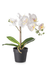 Naklejka na ściany i meble Artificial orchid flower on white background