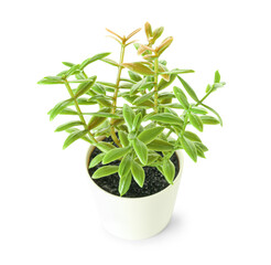 Artificial plant on white background