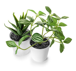 Artificial plants on white background