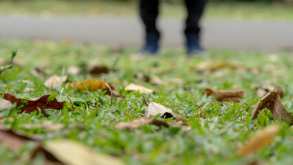 man's legs standing on the green grass with dried leaf