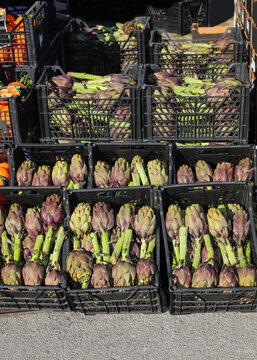 big green artichokes for sale in the open air vegetable market
