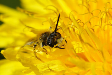 Closeup on a male of the small red-bellied miner bee, Andrena ventralis on a yellow dandelion flower