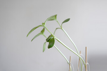 small sunflower sprouts. newly sprouted sunflower seeds