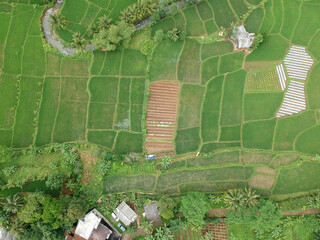 Fototapeta premium Rice field view from above
