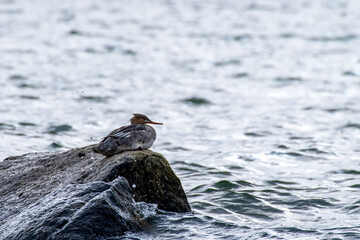 single common merganser resting on a stone while baltic sea water is splashing around him