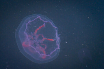 A moon jelly in the Baltic Sea harbour of Sassnitz, Germany
