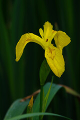 close-up of a single blossom of yellow iris in irish marshland