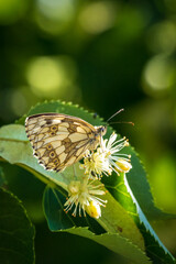closeup shot of a “Marbled white” butterfly sitting on a lime blossom