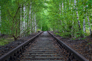 an old abandoned railroad track leading into a lush green forest with birch trees