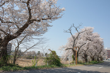 Obraz premium 新潟市の風景