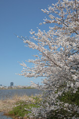 Naklejka premium 新潟市の風景