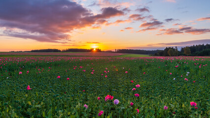 Obraz premium Poppy fields near armschlag, lower austria, in spring at sunrise