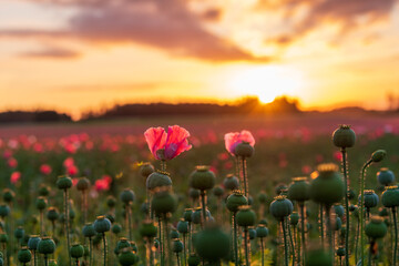 Fototapeta na wymiar Poppy close up - Poppy fields at sunrise, armschlag, lower austria