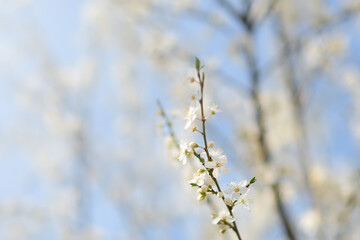 Branch of blossom cherry tree in sunny garden with bright blue sky on background.