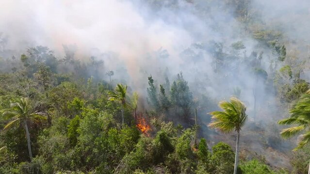 Wildfire On A Forest At Cabo Cabron National Park During Breeze Weather In Samana, Dominican Republic. aerial