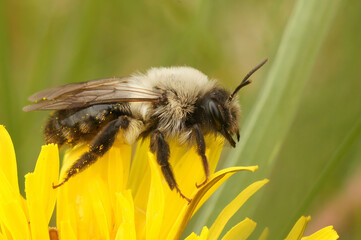 Closeup on a female Grey-backed mining bee, Andrena vaga sitting on a yellow flower