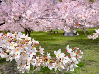 桜が満開となった舎人公園　東京都