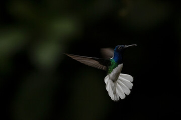 White-necked Jacobin, Florisuga mellivora, Jacobino Nuquiblanco, colibrí, hummingbrid 
