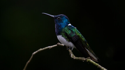 White-necked Jacobin, Florisuga mellivora, Jacobino Nuquiblanco, colibrí, hummingbrid 