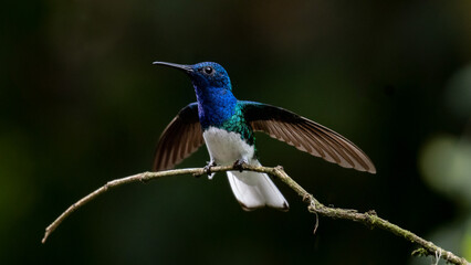 White-necked Jacobin, Florisuga mellivora, Jacobino Nuquiblanco, colibrí, hummingbrid 