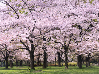 桜が満開となった舎人公園　東京都