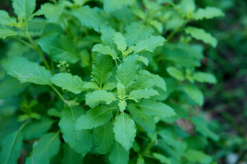 Fototapeta na wymiar Sweet basil leaves in the vegetable garden