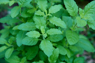 Fototapeta na wymiar Sweet basil leaves in the vegetable garden