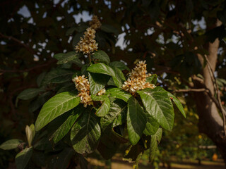 garden with fresh oranges near the city of Antalya, Turkey. Juicy fresh leaves, exotic tropical harvest on branch.
