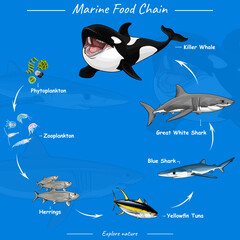 Marine food chain. Vector illustration of food chain in ocean