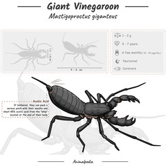 Infographic of a Giant whip scorpion